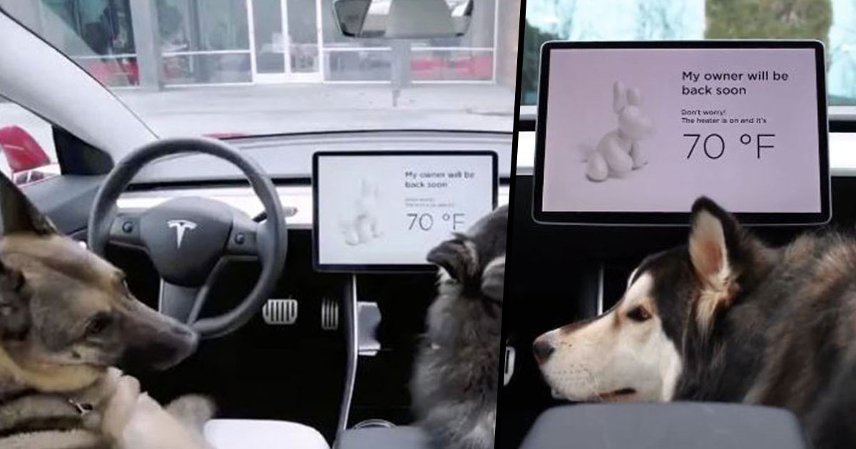 Tesla's New 'Dog Mode' Will Keep Your Dog Cool When You're Not in the