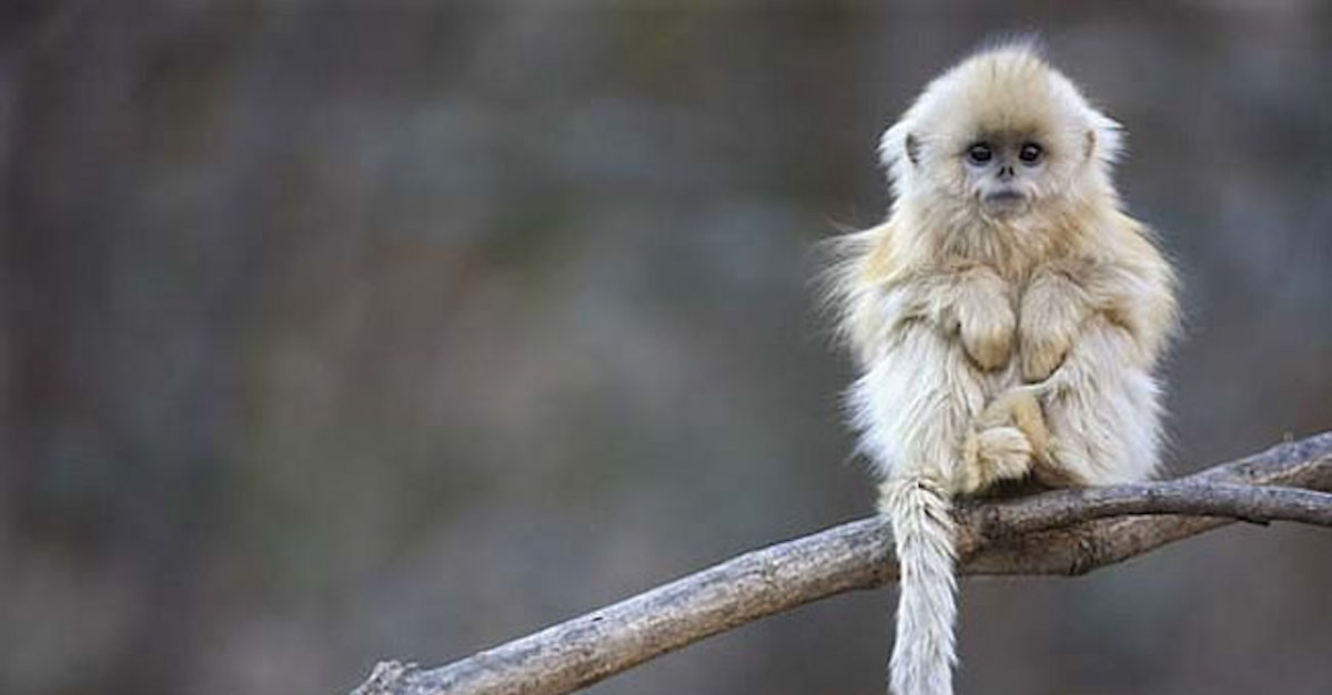 These 18 Animals Could Extinct in Your Lifetime 22 Words