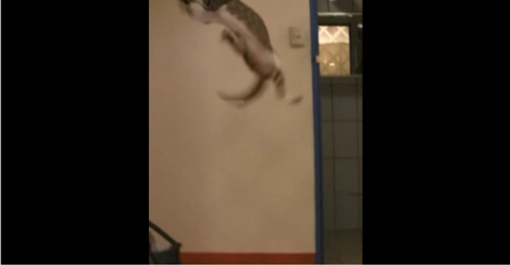 Cat catches a bat in midair... 22 Words