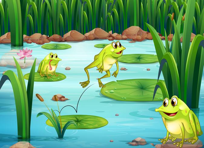Frogs 525342 Download Free Vectors, Clipart Graphics