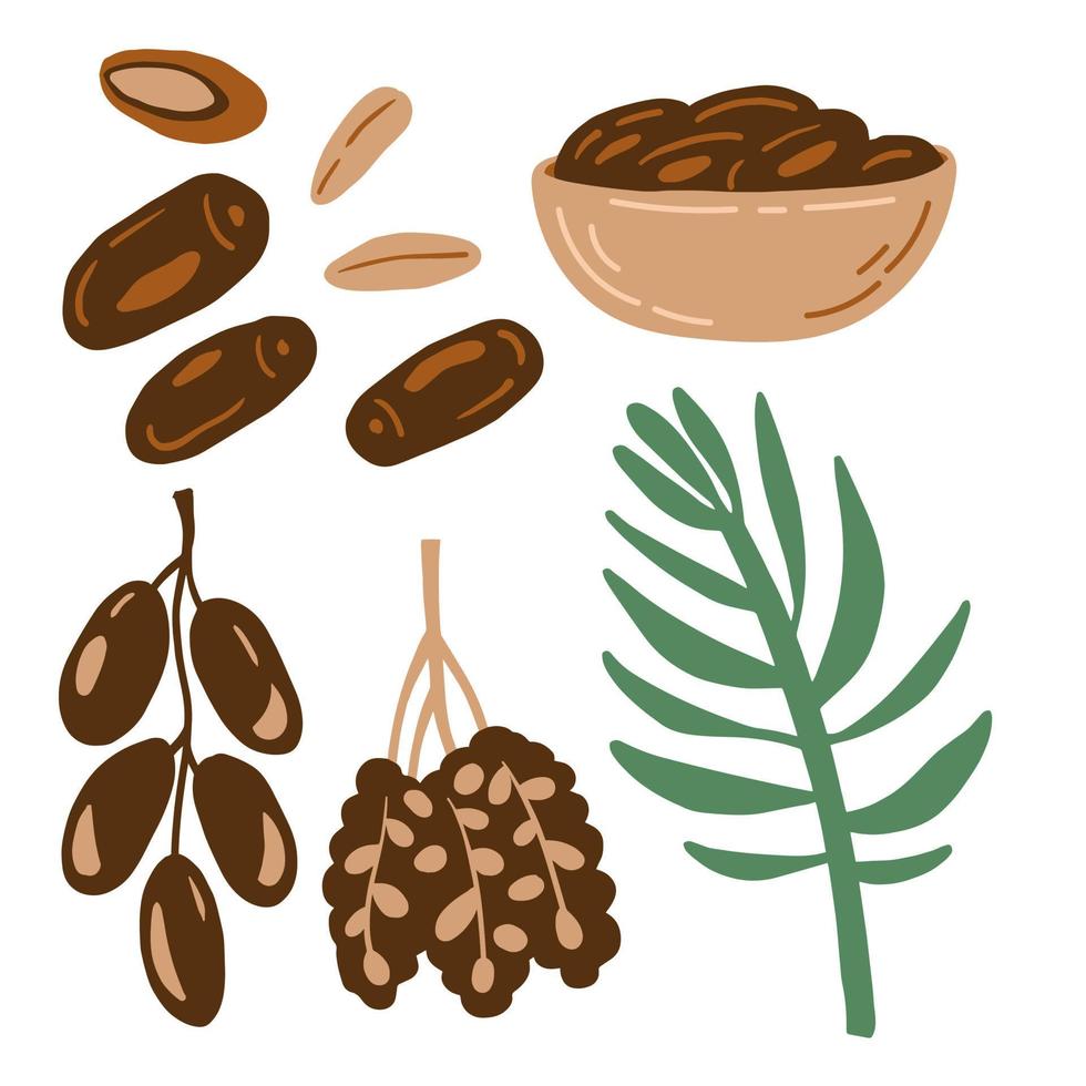 Date fruit vector elements set 12142200 Vector Art at Vecteezy