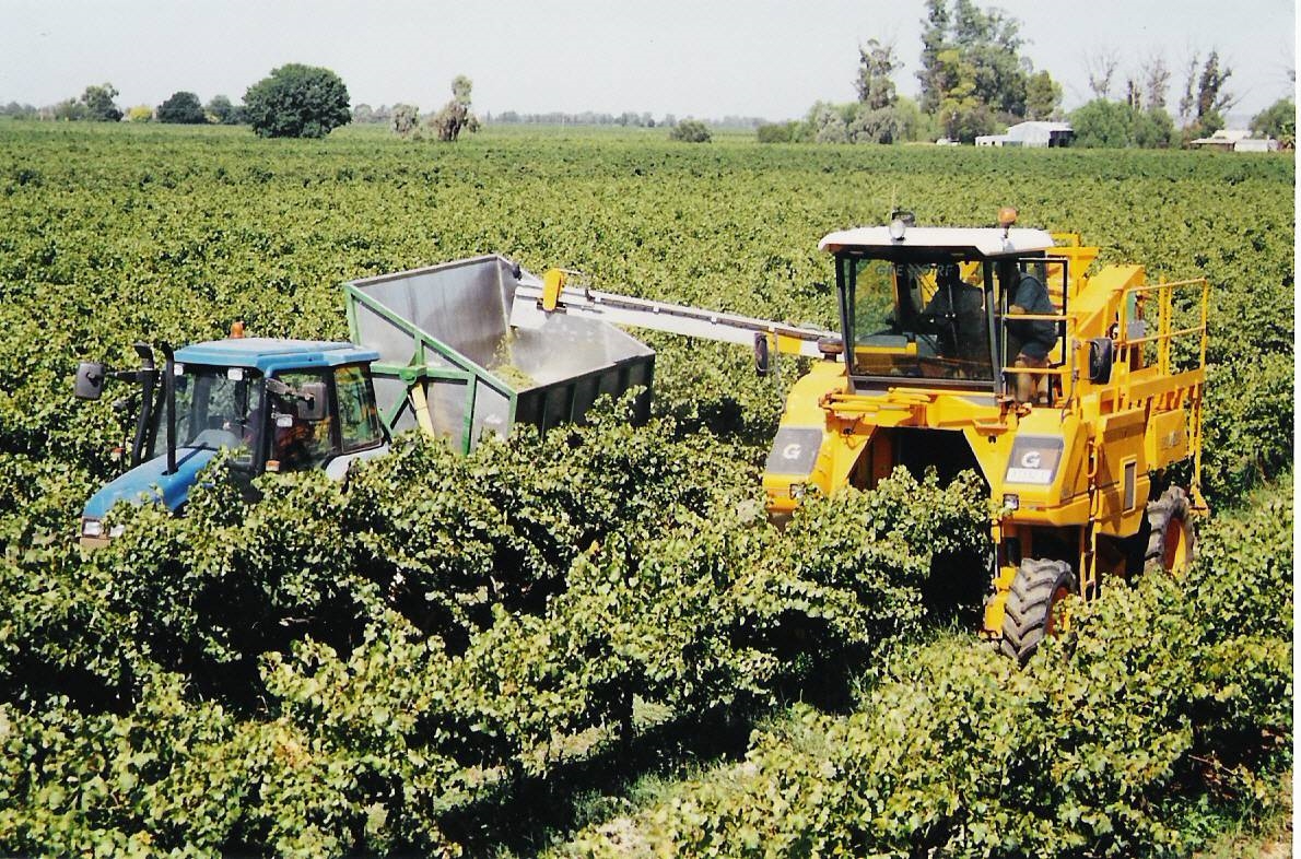 Raccolta uva Uva
