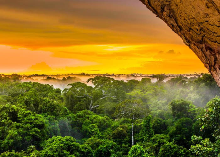 Rừng rậm Amazon Khám phá & giải mã những điều bí ẩn