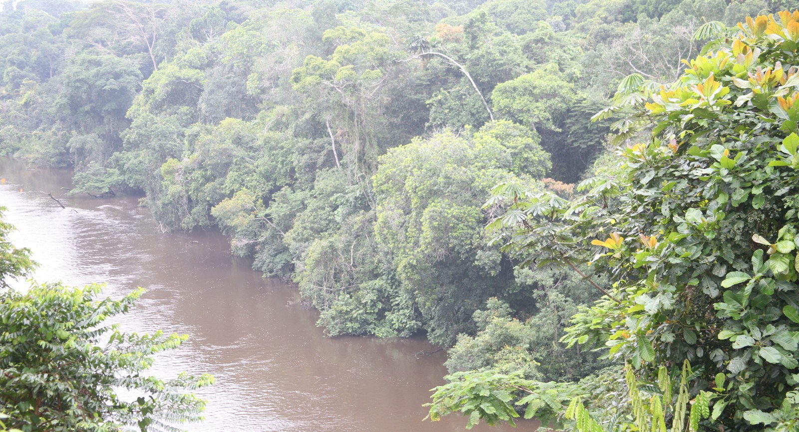 Next to the Amazon, what is the world's secondlargest rainforest?