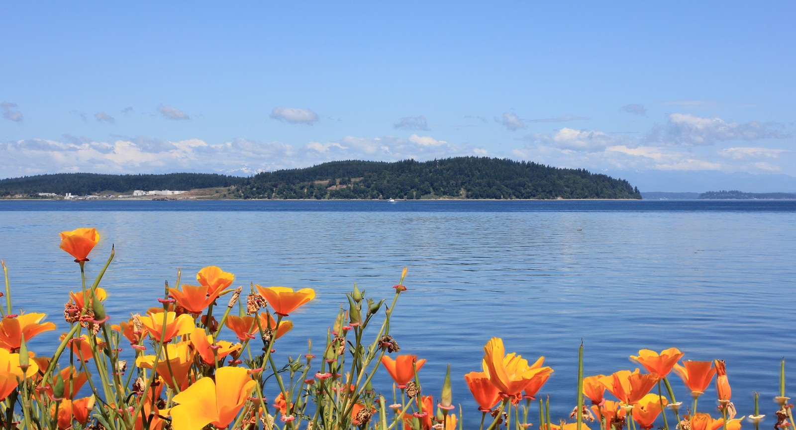 Which US state is home to the region known as 'Puget Sound'?