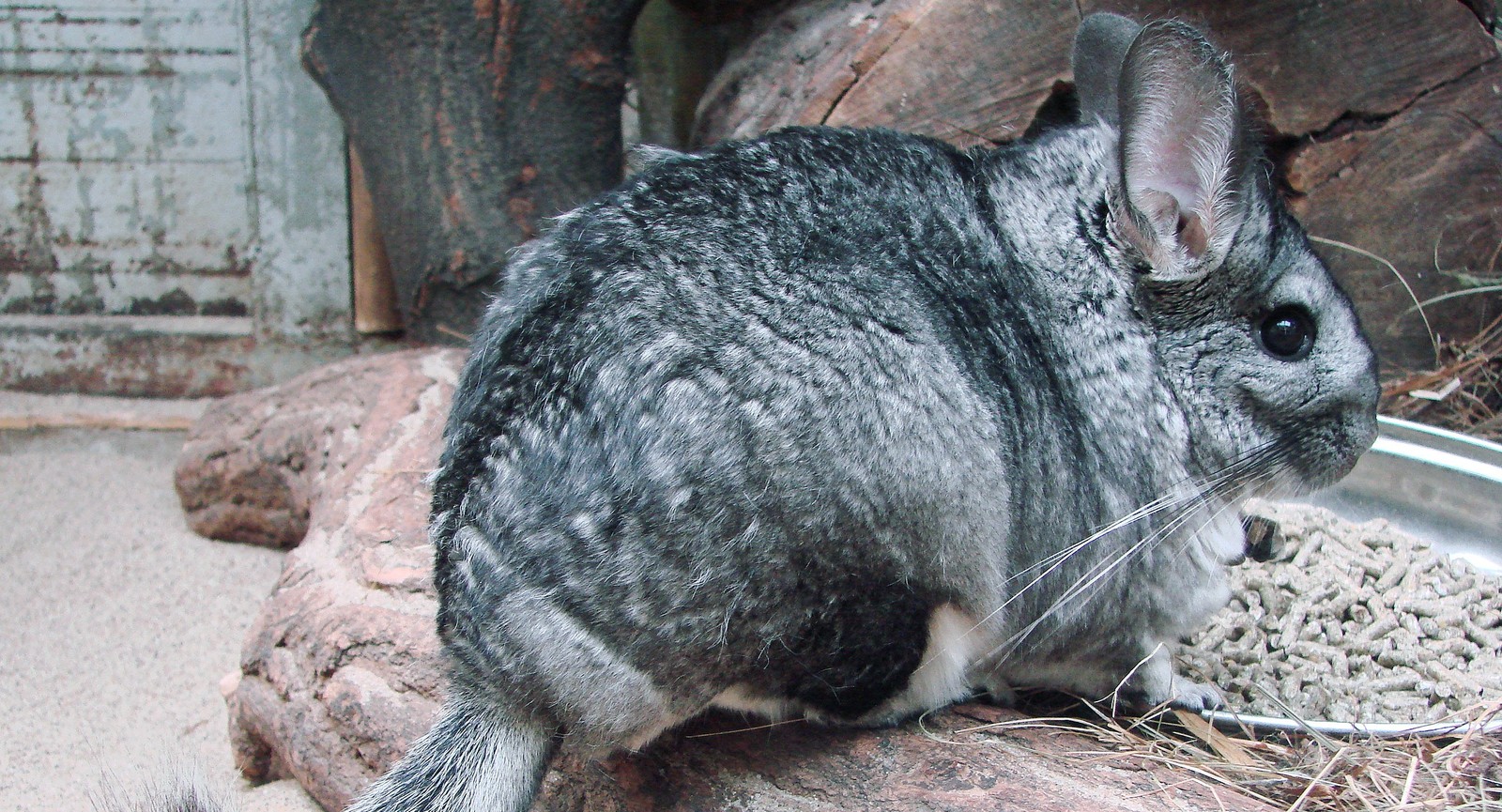 Chinchillas are native to which continent?