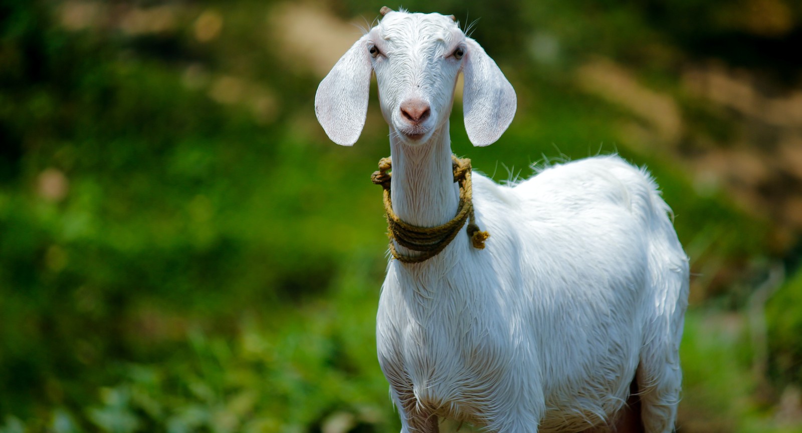 Which island is known as the goat-racing capital of the world?