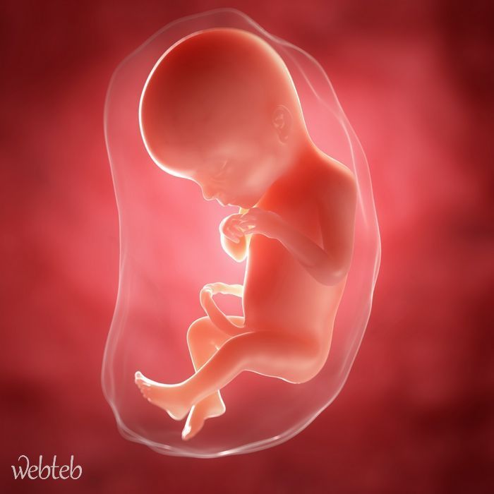 علامات الاسبوع التاسع عشر من الحمل ويب طب