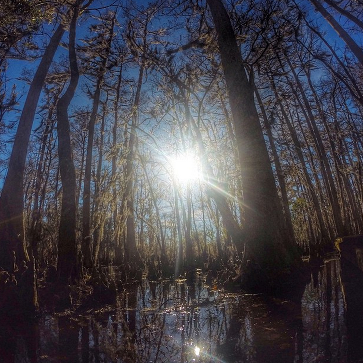 6 Hiking Trails Near New Orleans Where Y'at