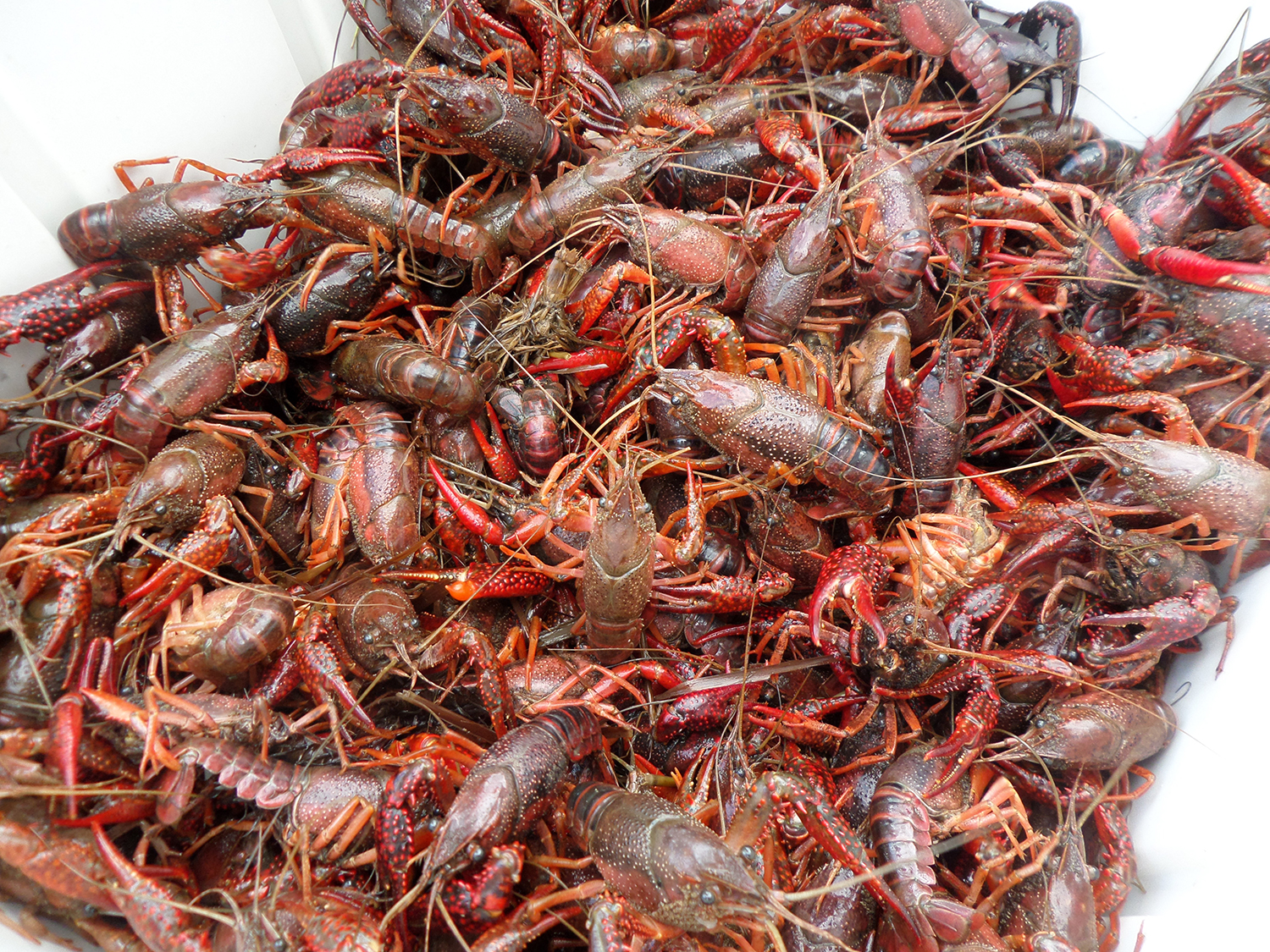 Atchafalaya, Breaux Bridge, and Cajuns The ABCs of Crawfish Where Y'at