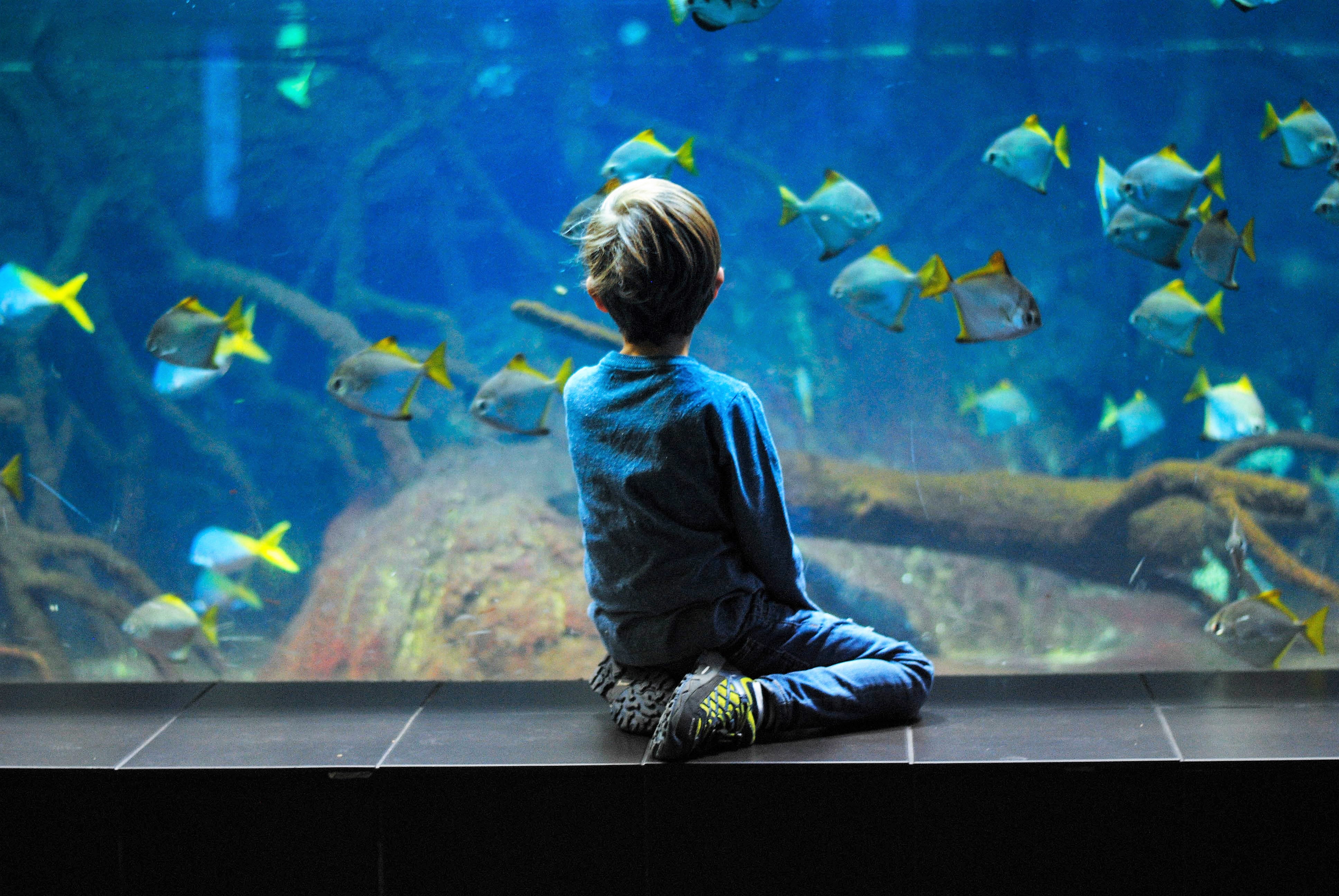 Shopping Under the Sea? Aquarium Coming to Mall of Louisiana Next