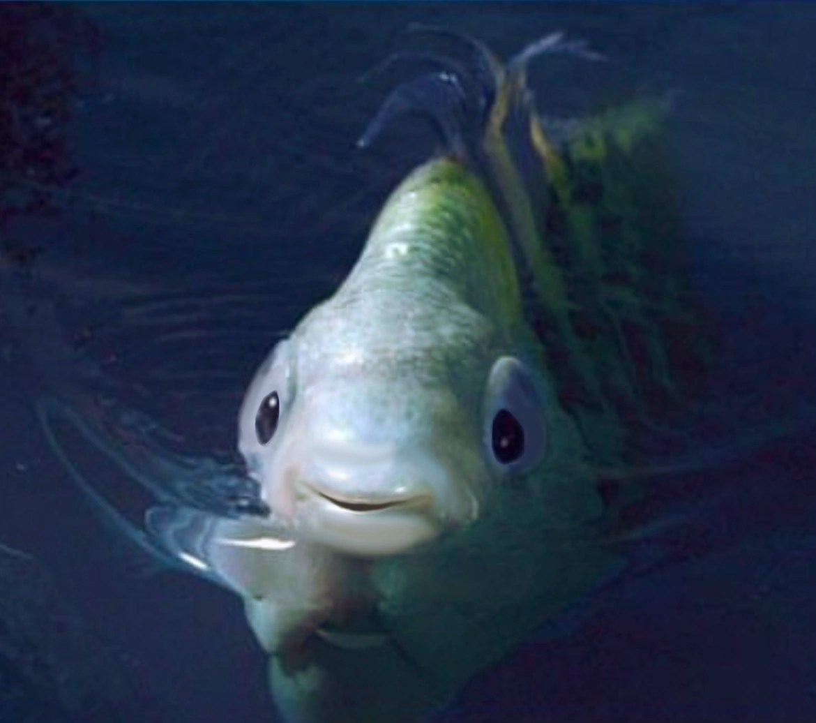 I WISH FLOUNDER LIVE ACTION LOOKS LIKE THIS Fandom