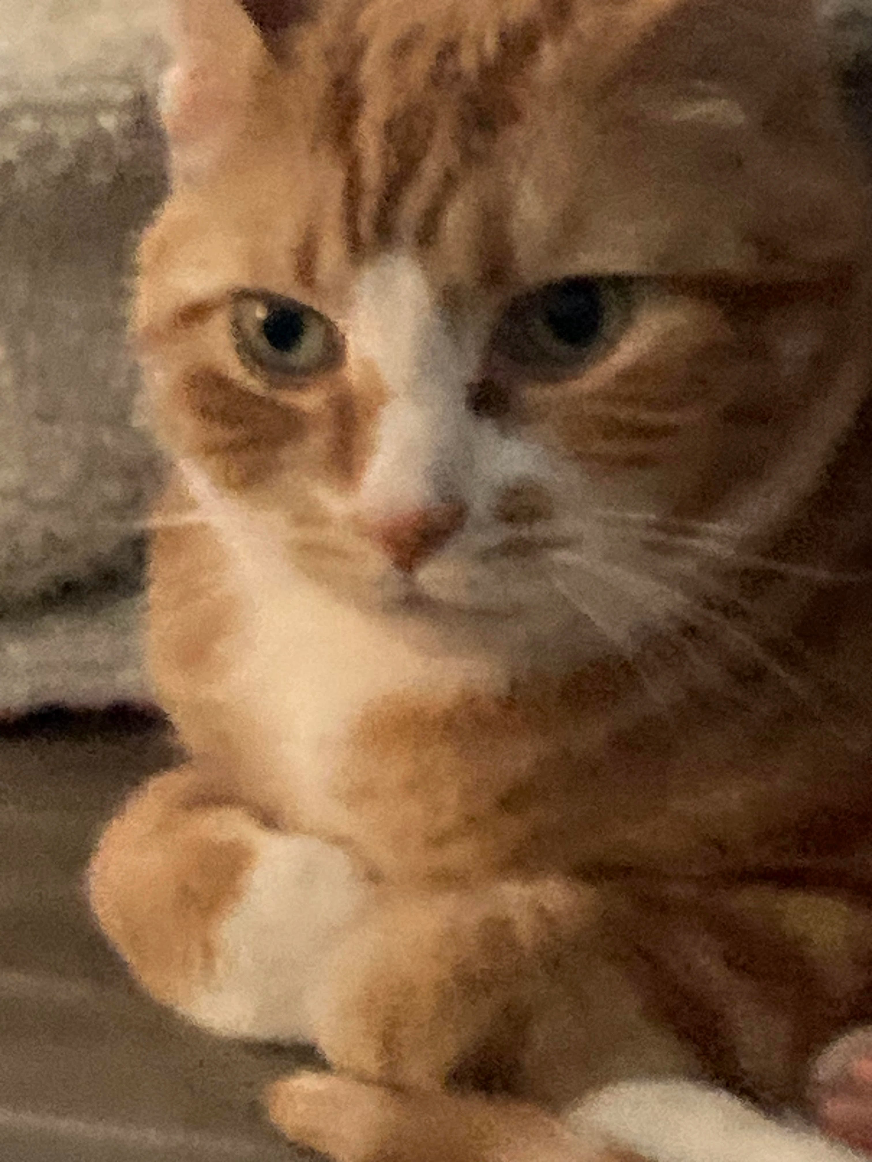 rambling about my cat Fandom