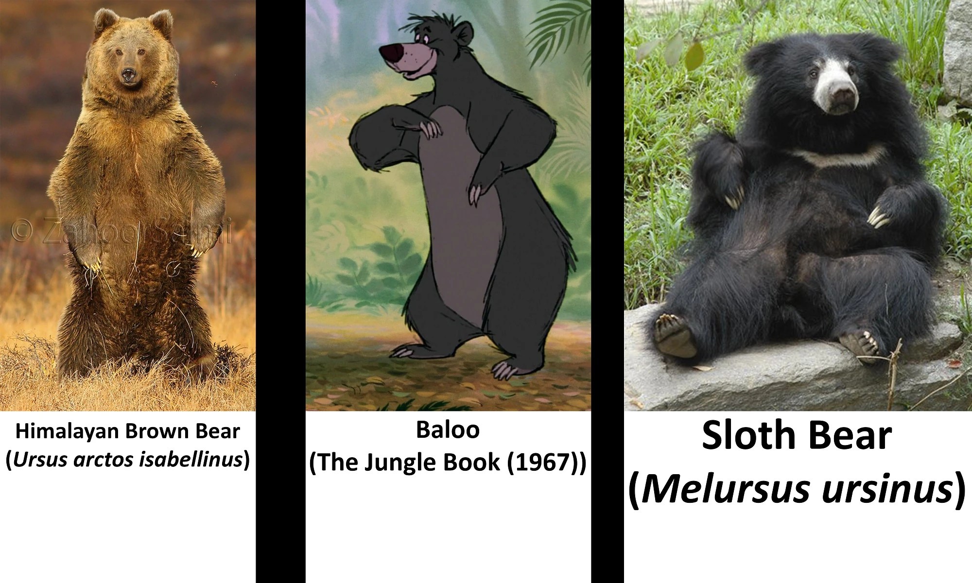 Baloo's Identity Fandom