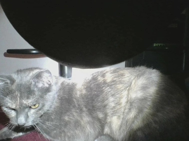 If you were a cat, what color fur would you want to have? Fandom