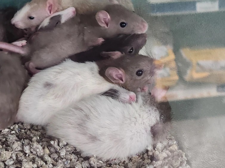 Rat cuddle pile Fandom
