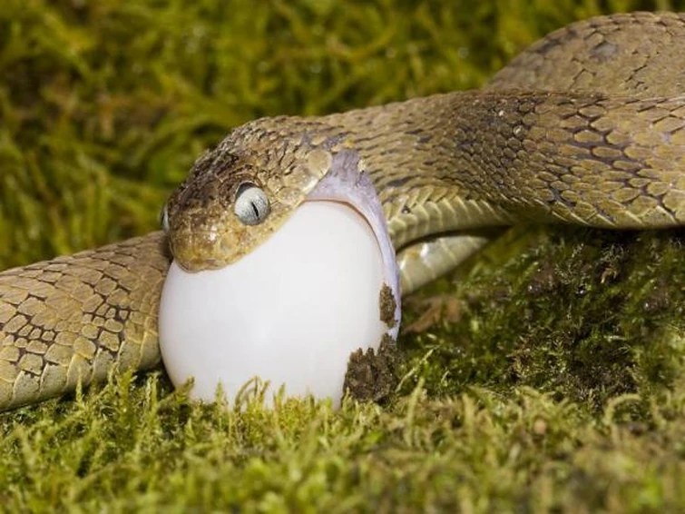 Is Snake Fruit Cookie able to unhinge their jaw to eat large food? Fandom