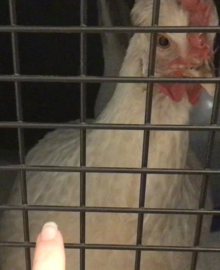chicken in jail part 2 Fandom