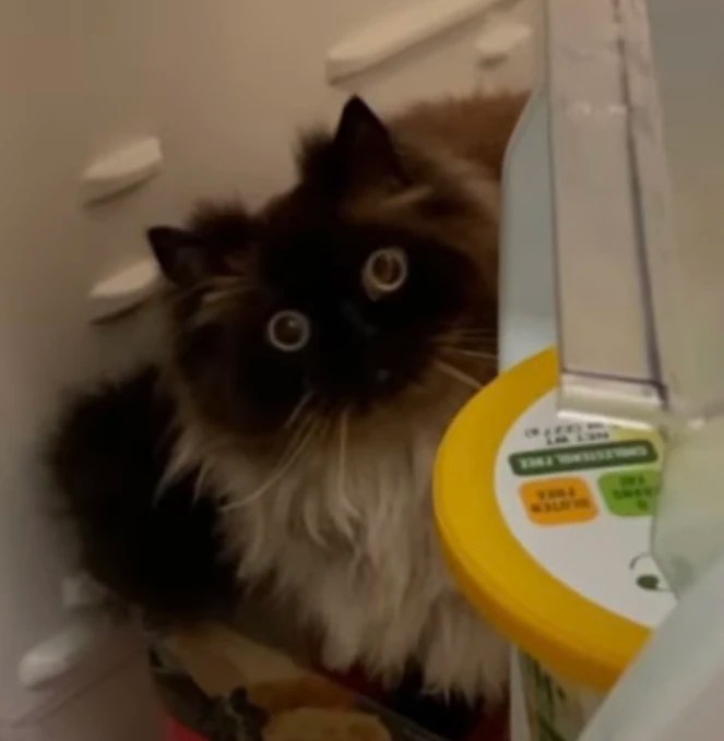 Camera roll dump Fandom