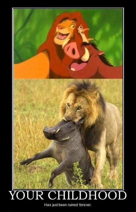 View Topic Lion King Memes My Lion King Forum