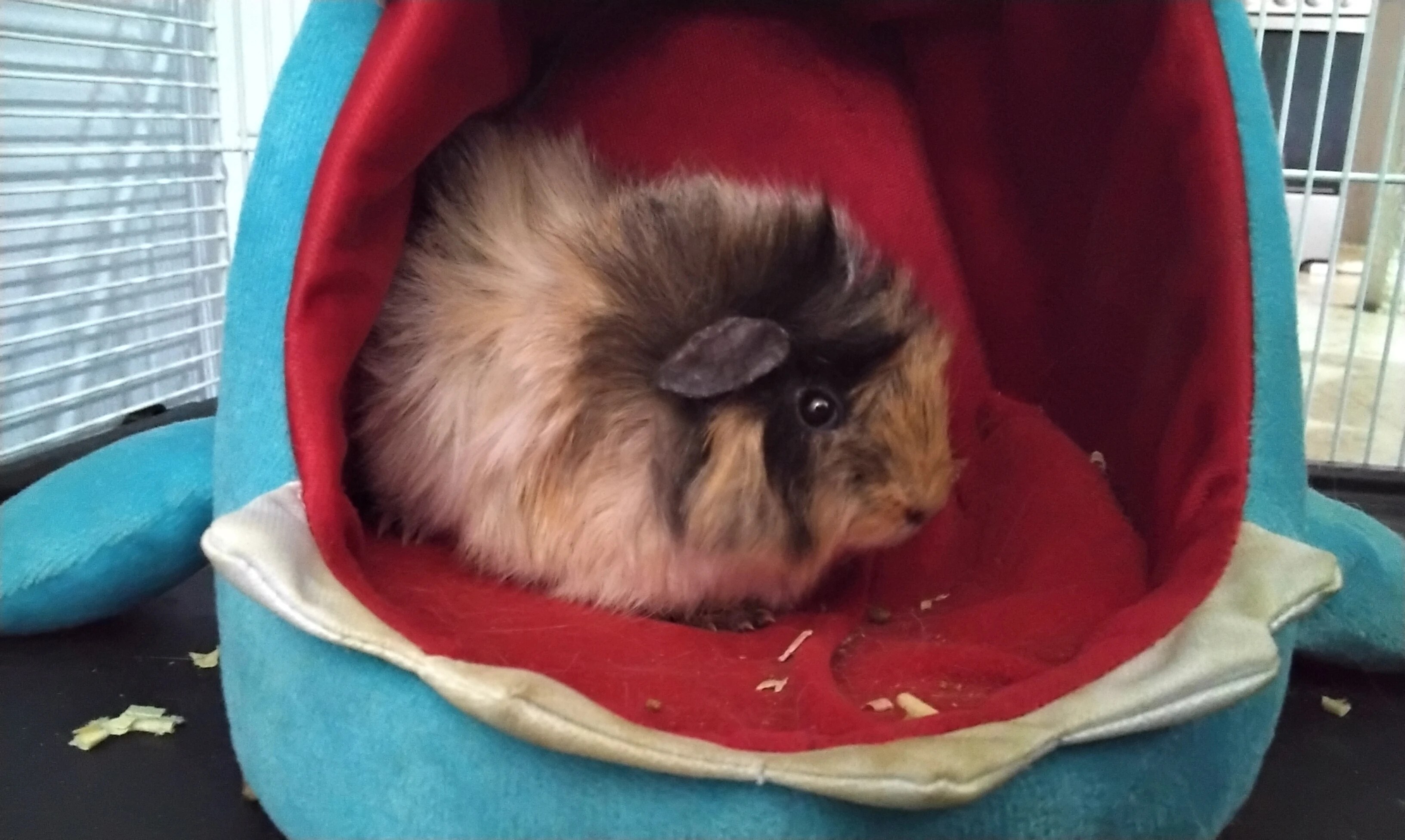 Another guinea pig Fandom