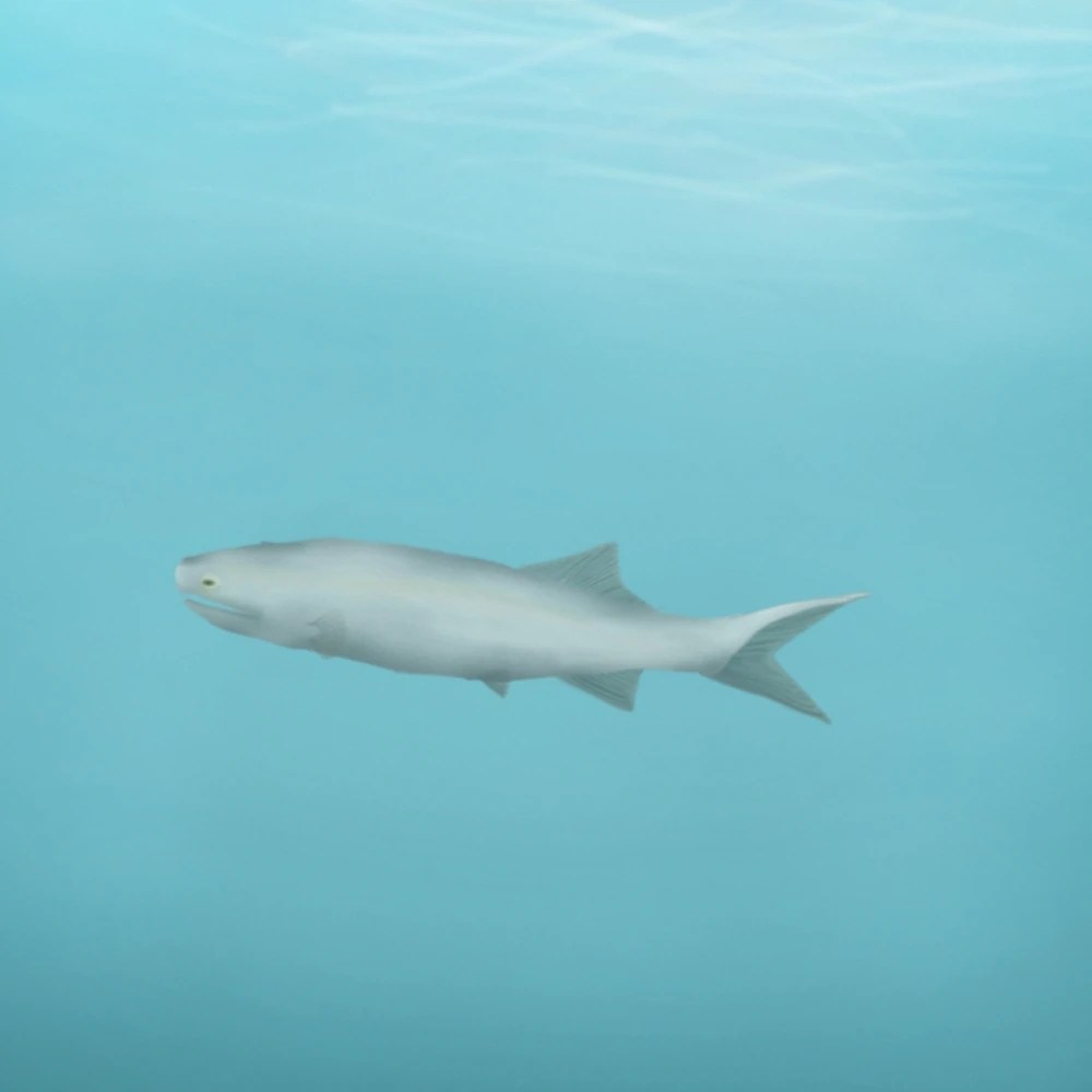 Paleozoic fish pt 3 Fandom