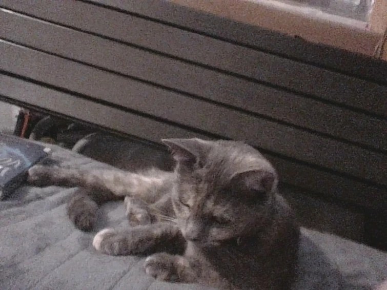 My cat is weird. Fandom