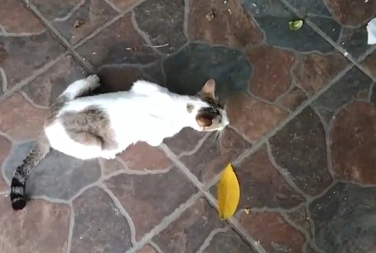 how to stop cat PUKING? Fandom