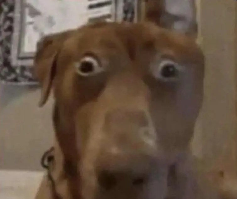 i'm going to say the n word Fandom