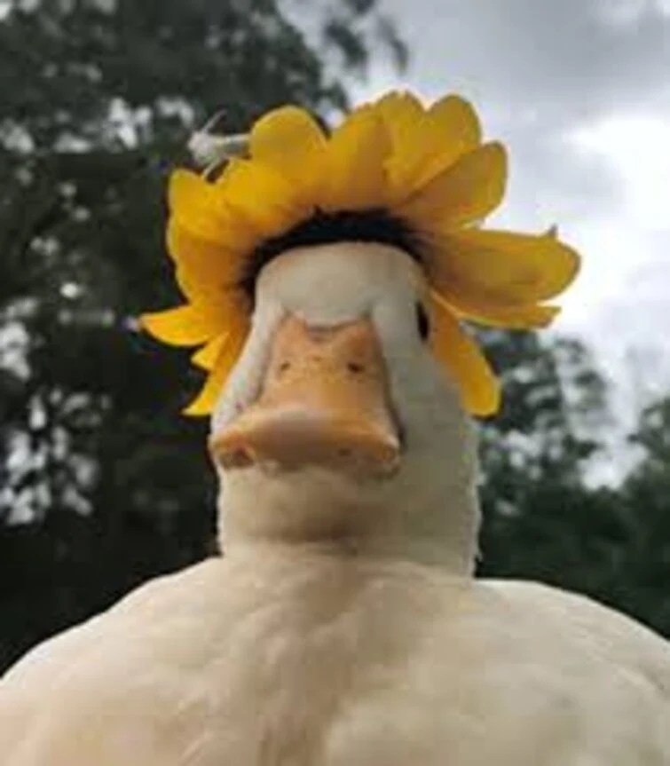 Im a normal player of adopt me and i want a goldhorn Fandom