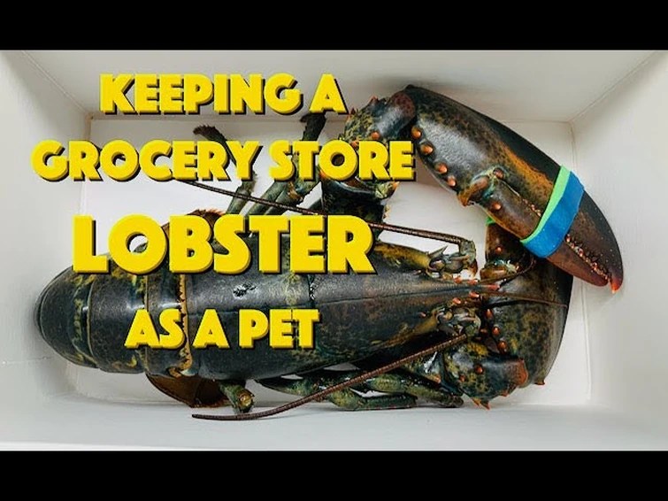 Leon the lobster Fandom