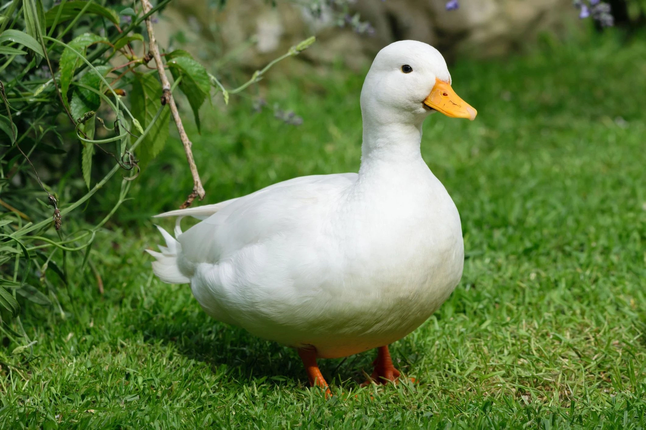Daily Duck Image 2 Fandom