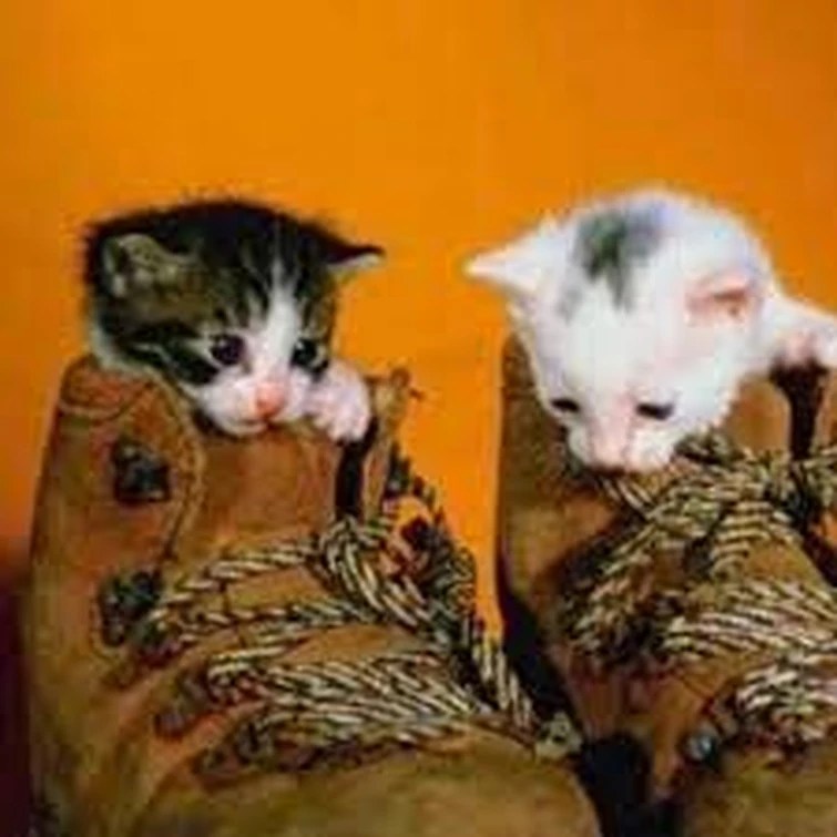 boots and cats Fandom