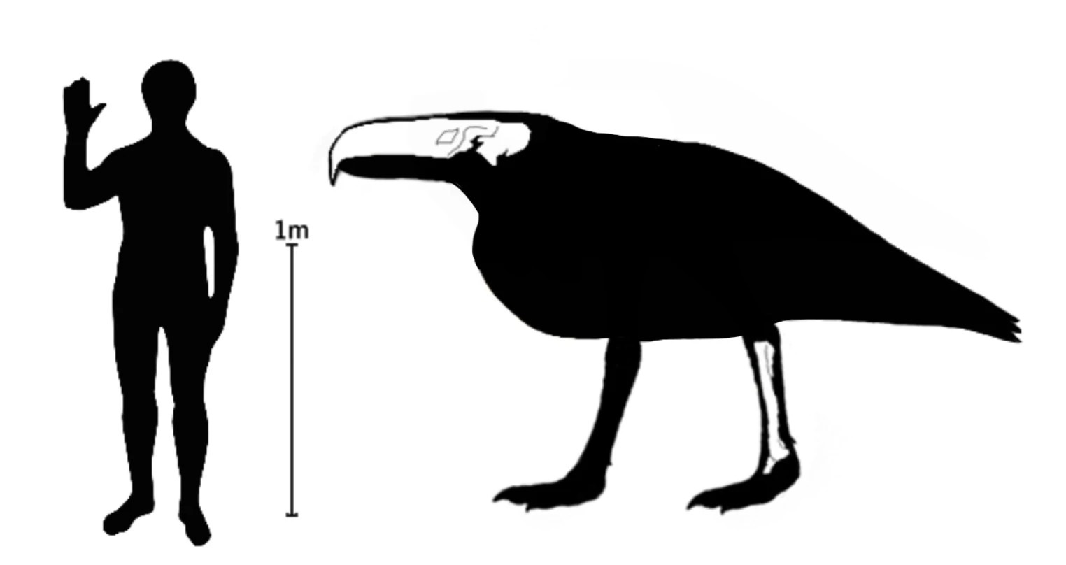 New Kelenken size estimate Fandom