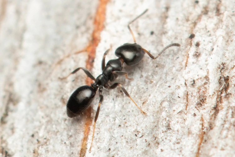 Day 15 of posting copper ants Fandom