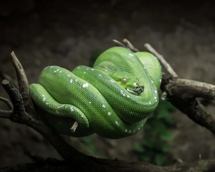 Green Tree Python Zoopedia Wiki Fandom