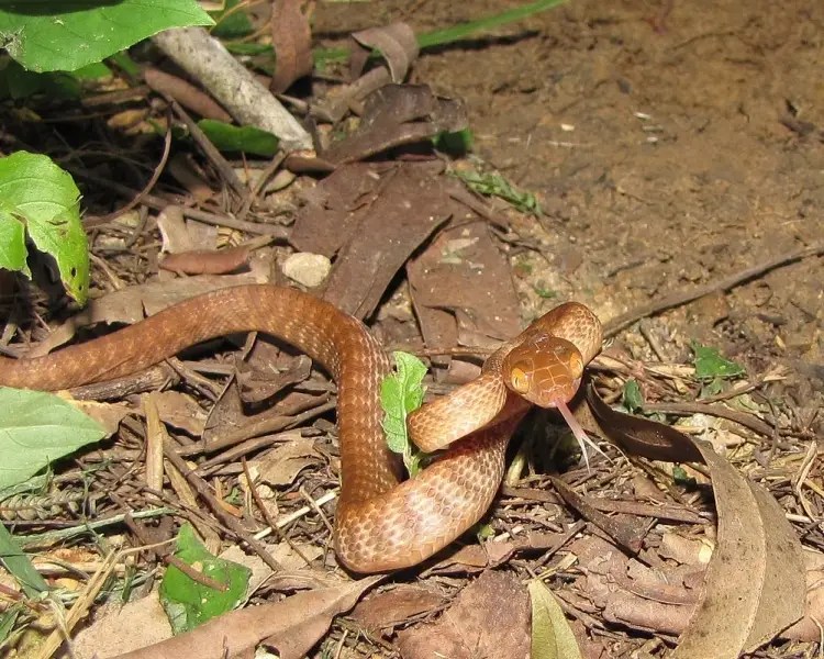 Brown Tree Snake Zoopedia Wiki Fandom
