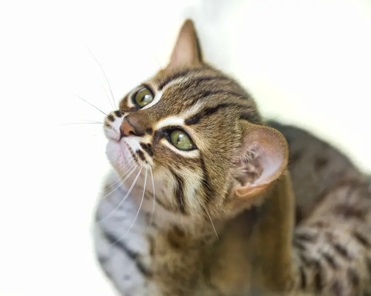 RustySpotted Cat Zoopedia Wiki Fandom