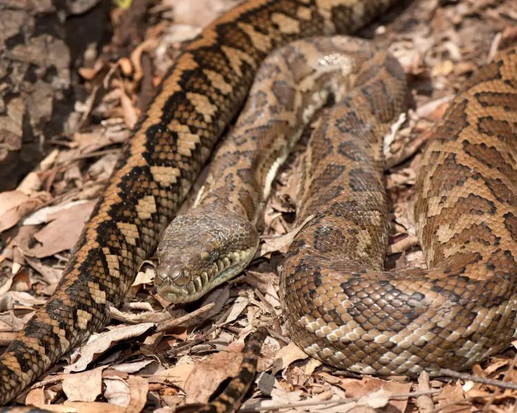 Carpet Python Zoopedia Wiki Fandom