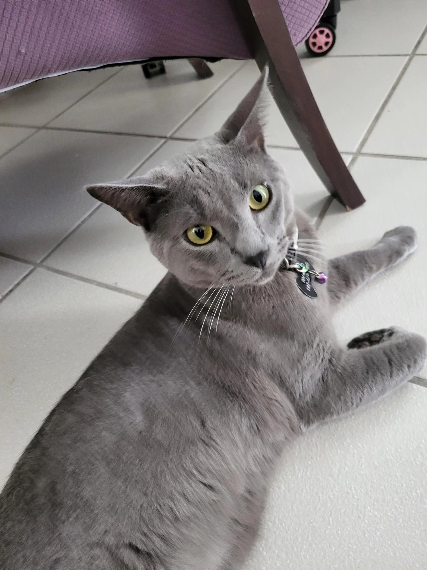 My cat keeps peeing on everythiiiing Fandom