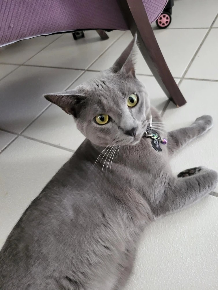 My cat keeps peeing on everythiiiing Fandom