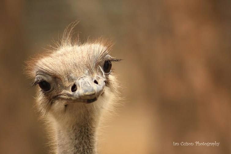 why do my hands smell like pepper Fandom