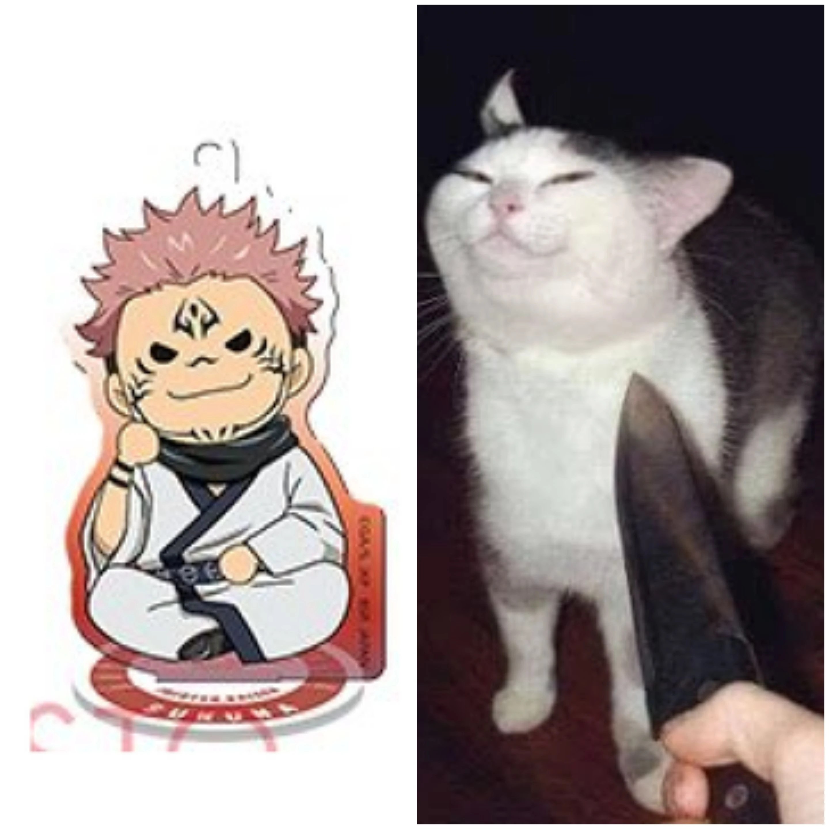 He looks like the knife cat.Memes Fandom