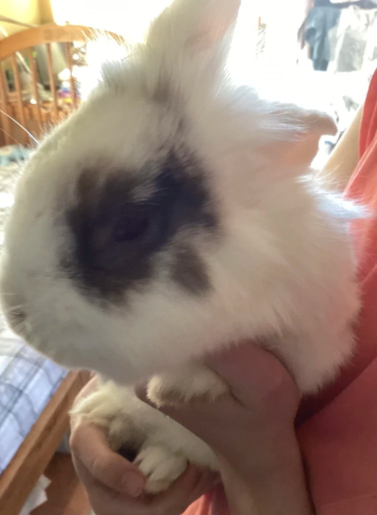 Random but my rabbit hates it when I take pictures Fandom