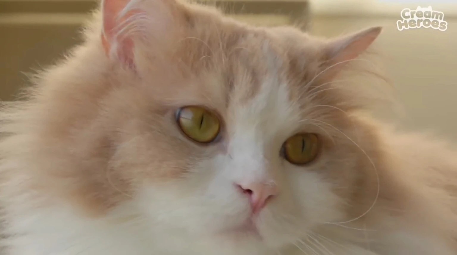 Crying Cat Meme Galery Touching Your Heart Let S Check The