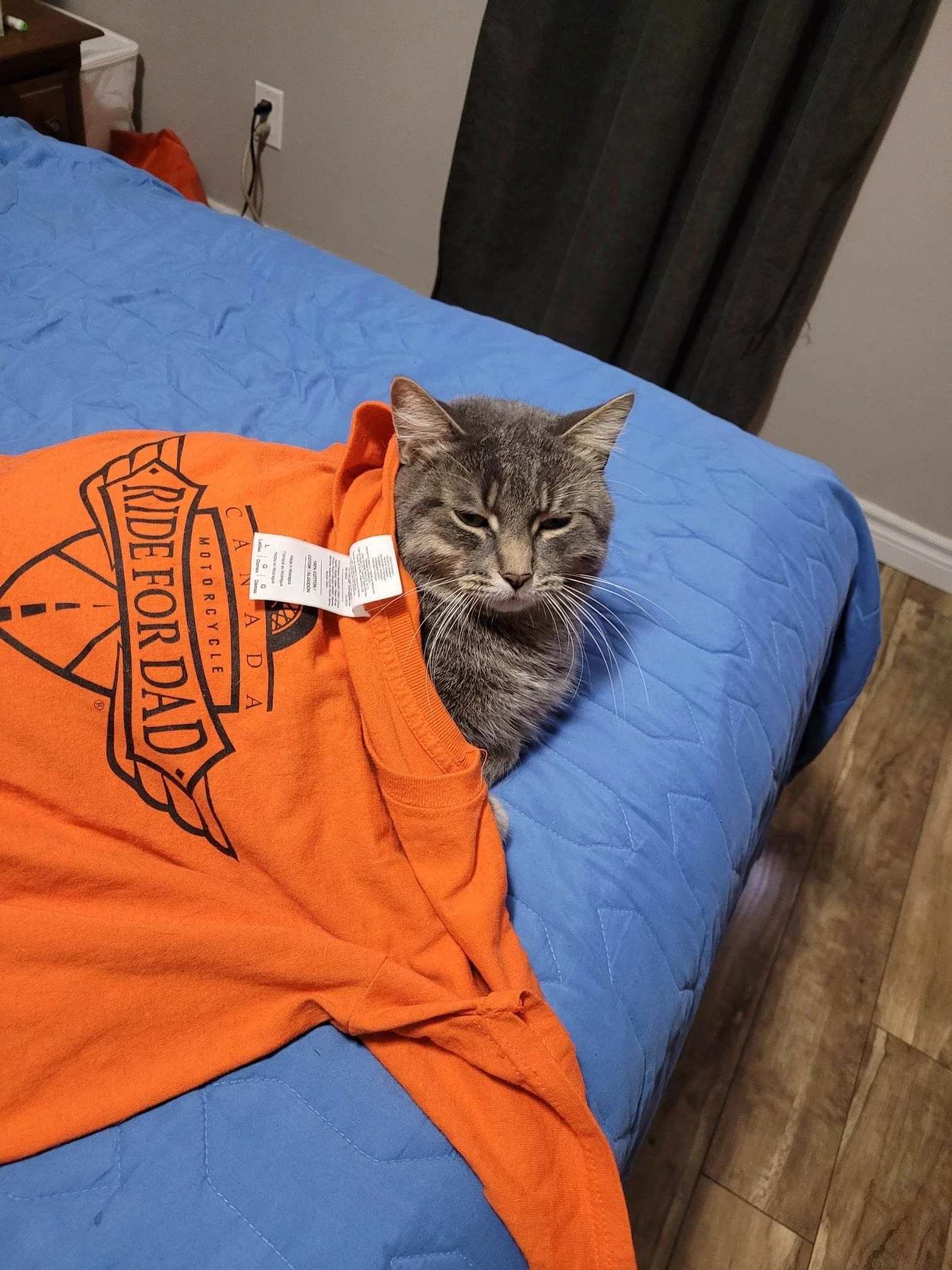 Daily Cat Image 401 Fandom