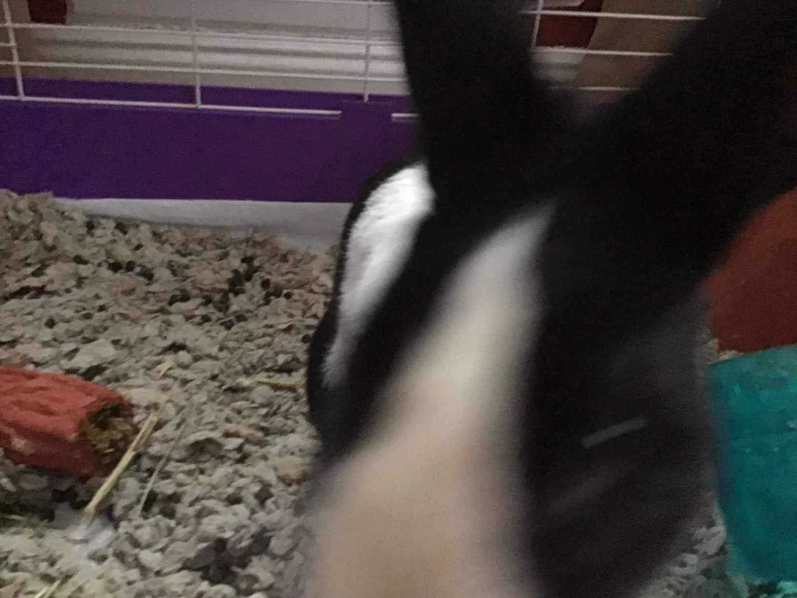 This is Bunny (he’s 5)