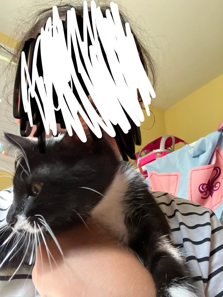 People with cats, does your cat let you pet their belly Fandom