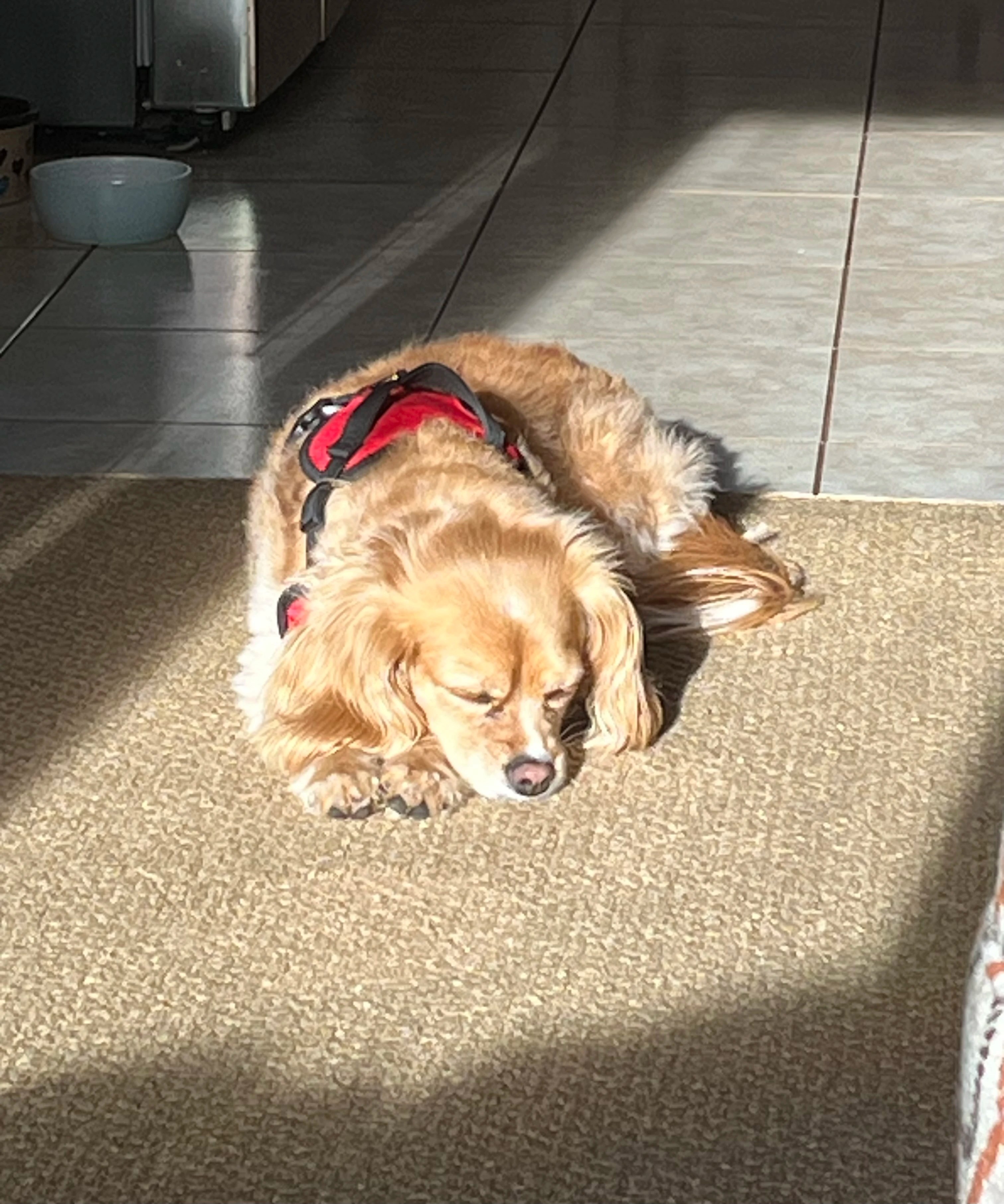 my other dog > Fandom