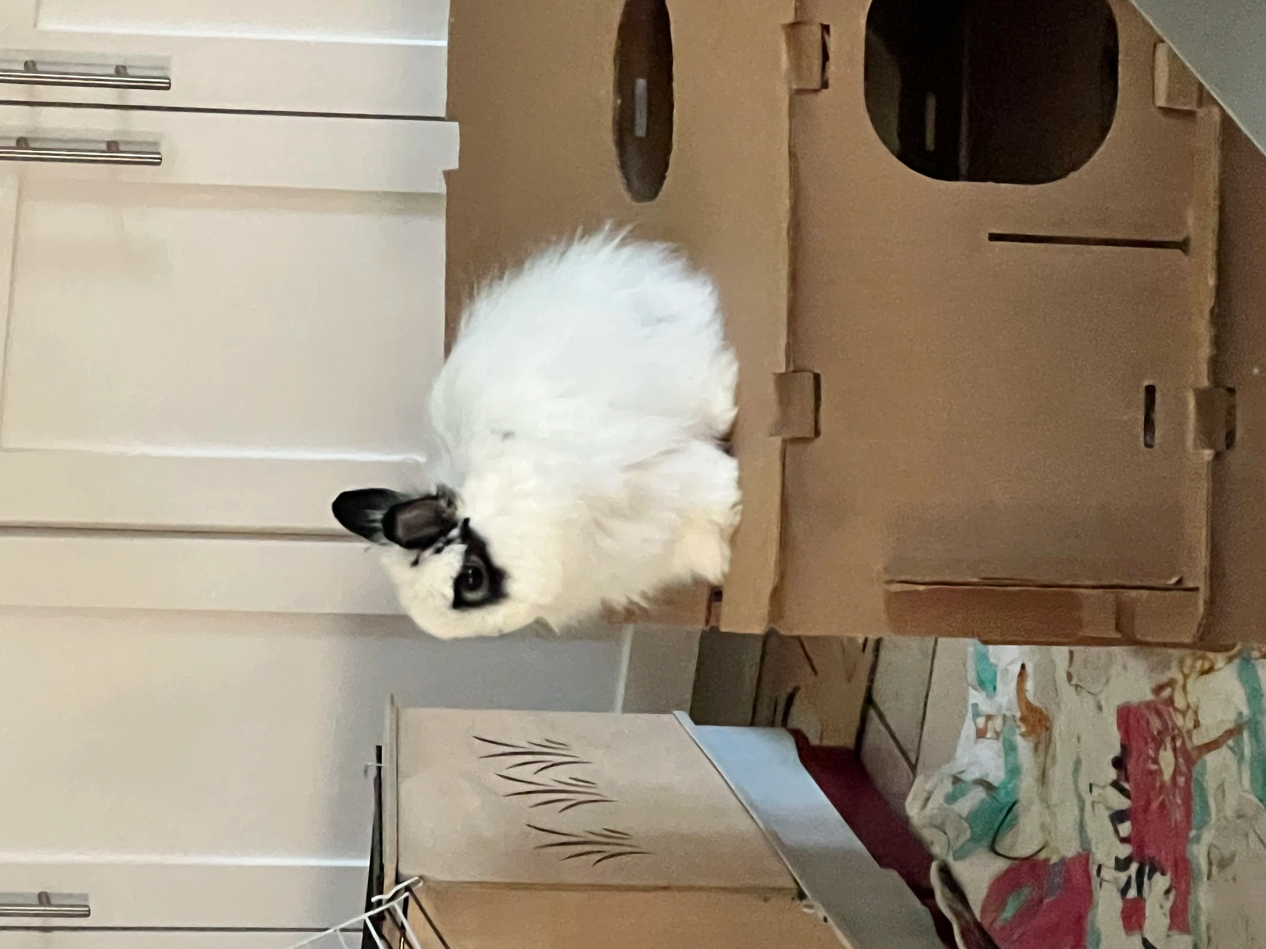 Rename my bunny Fandom